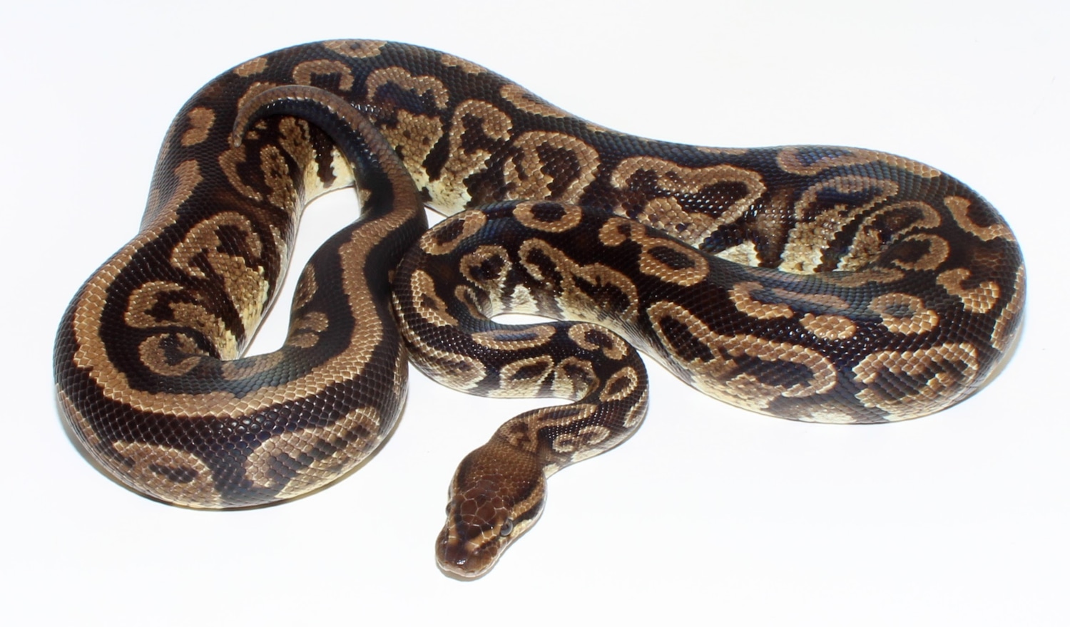 Marvel Arcane Ball Python by Designer Ball Pythons - MorphMarket