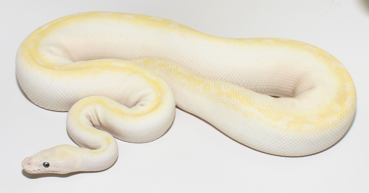 Bamboo Banana Lesser Ball Python by Designer Ball Pythons - MorphMarket