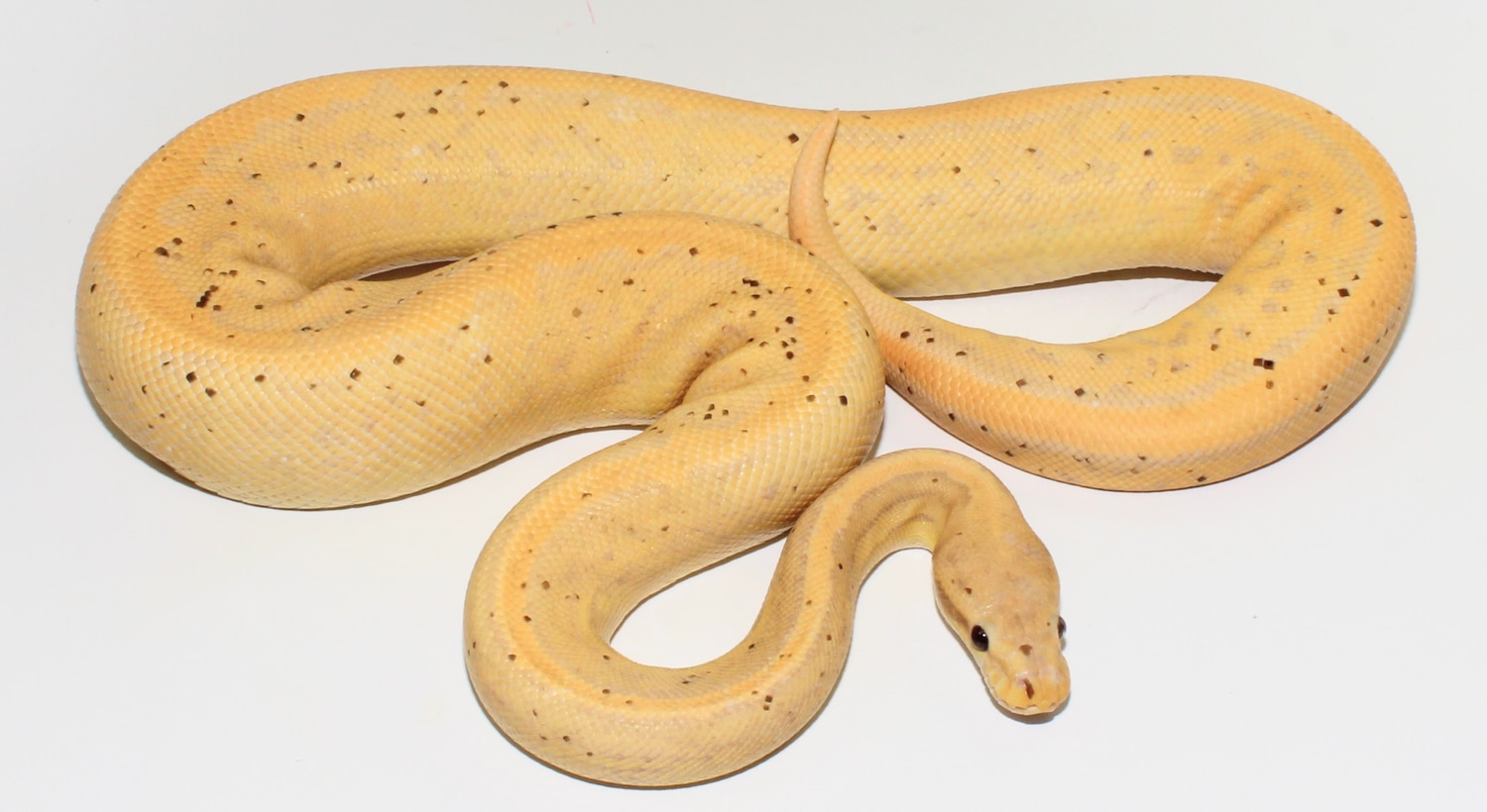Confusion Banana Enchi Pinstipe Female Maker Ball Python by Designer Ball Pythons MorphMarket