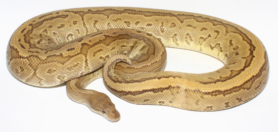 Trojan Pinstripe Black Pastel Ajax Ball Python by Designer Ball Pythons