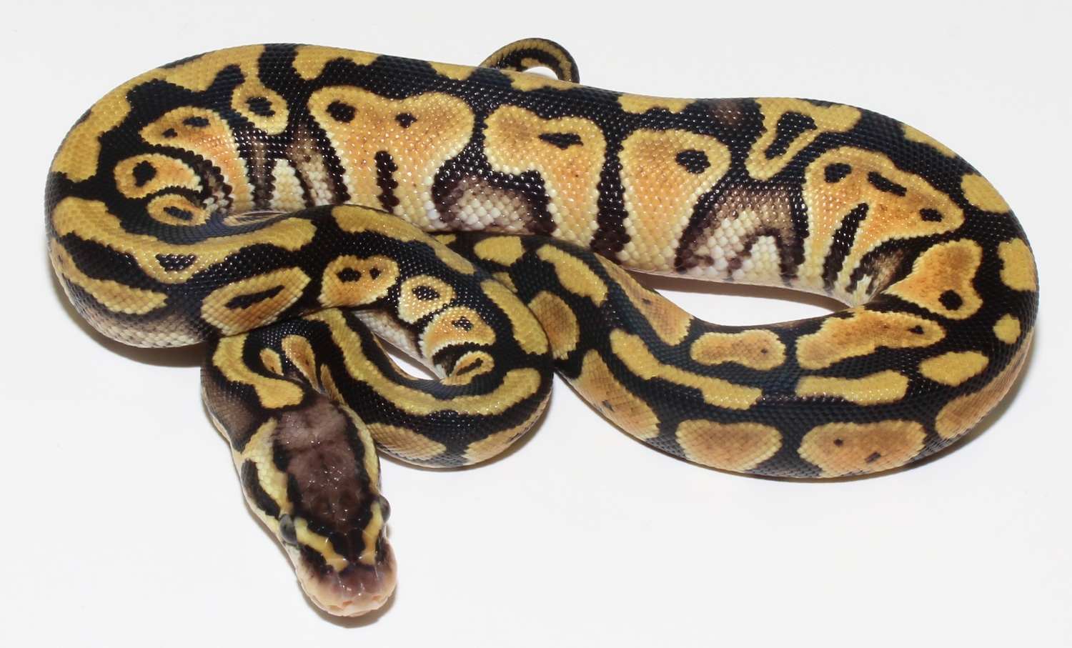 Pastel Het Clown Ball Python by Designer Ball Pythons - MorphMarket