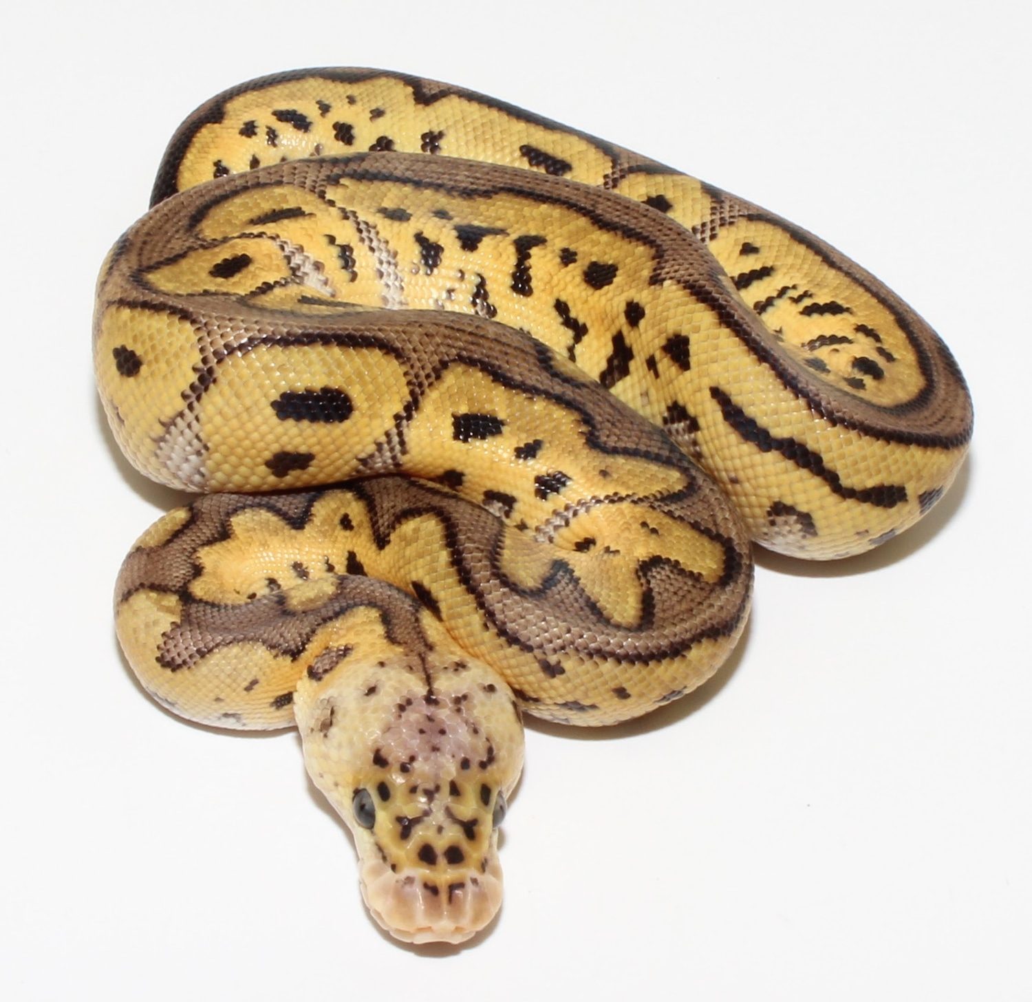 Pastel Clown Ball Python by Designer Ball Pythons - MorphMarket