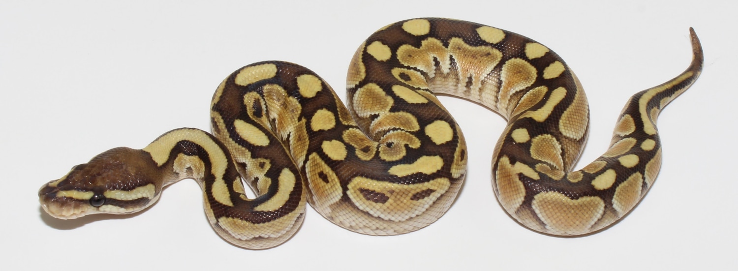 Lesser 50% Het Clown Ball Python by Designer Ball Pythons - MorphMarket