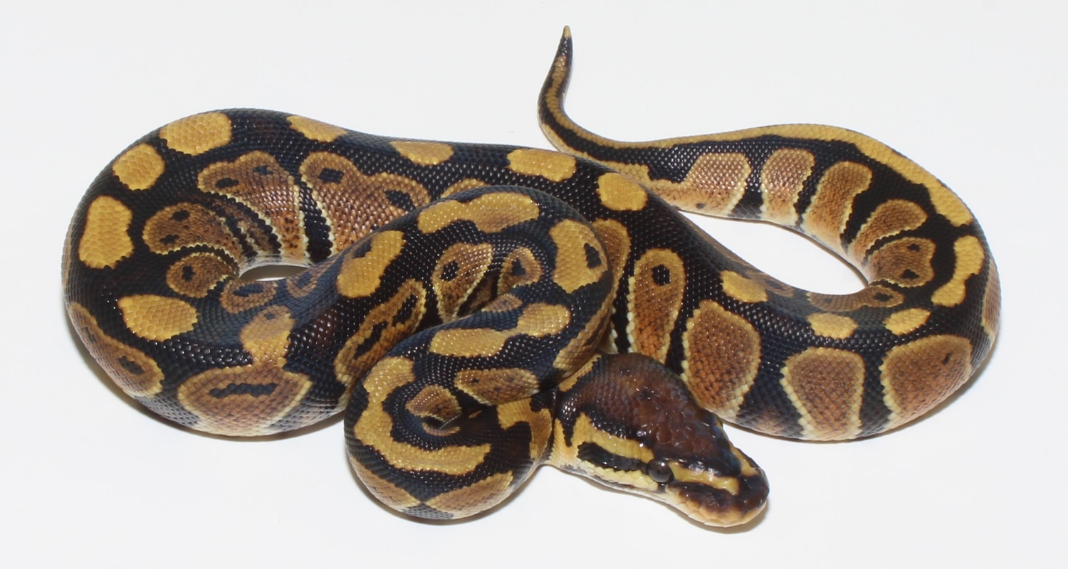 Het Clown Ball Python by Designer Ball Pythons - MorphMarket