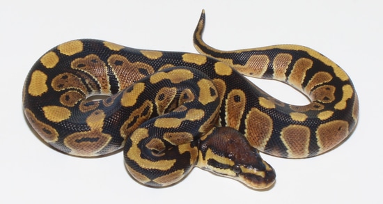 Het Clown Ball Python by Designer Ball Pythons