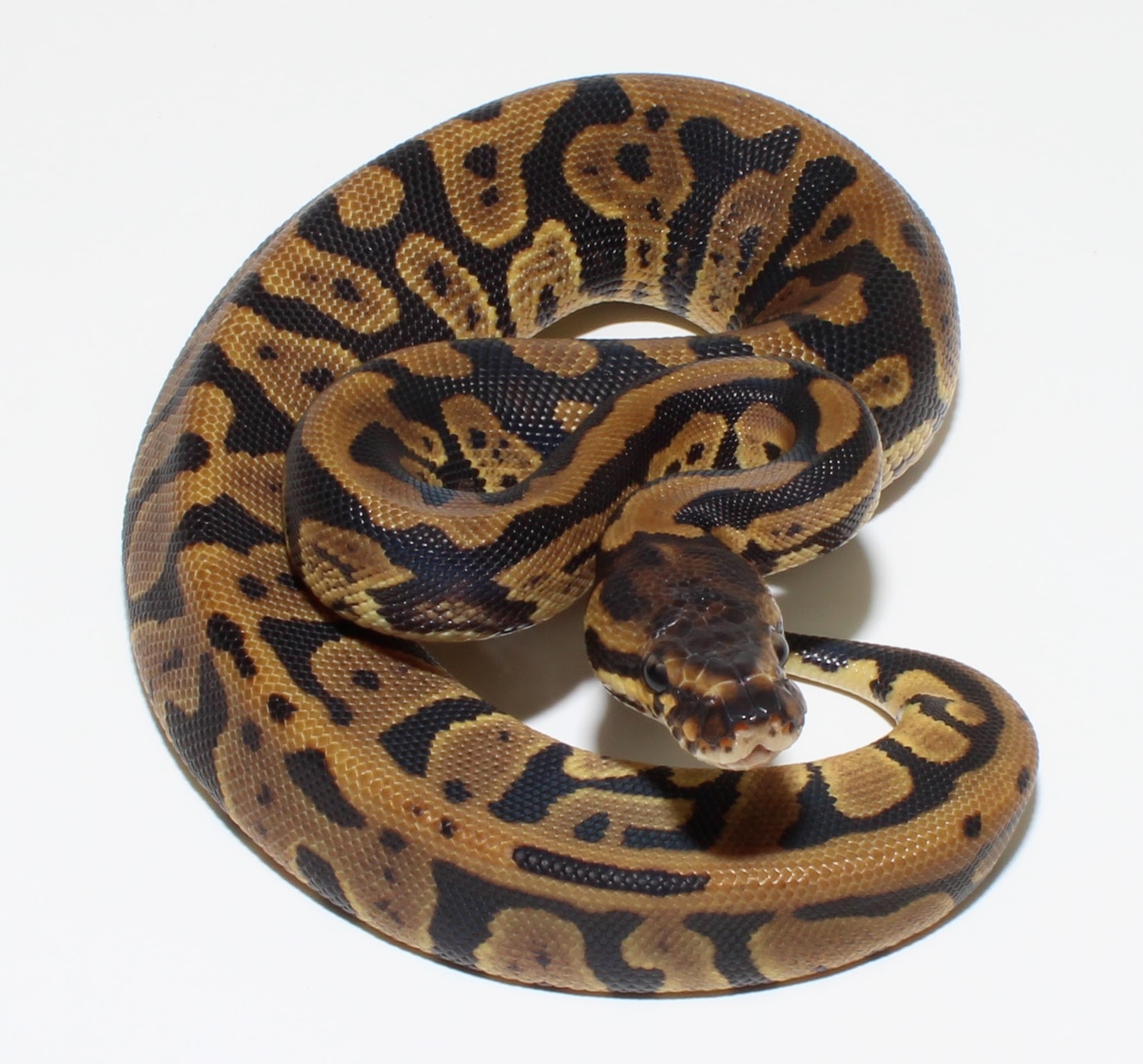 Confusion Ball Python by Designer Ball Pythons - MorphMarket