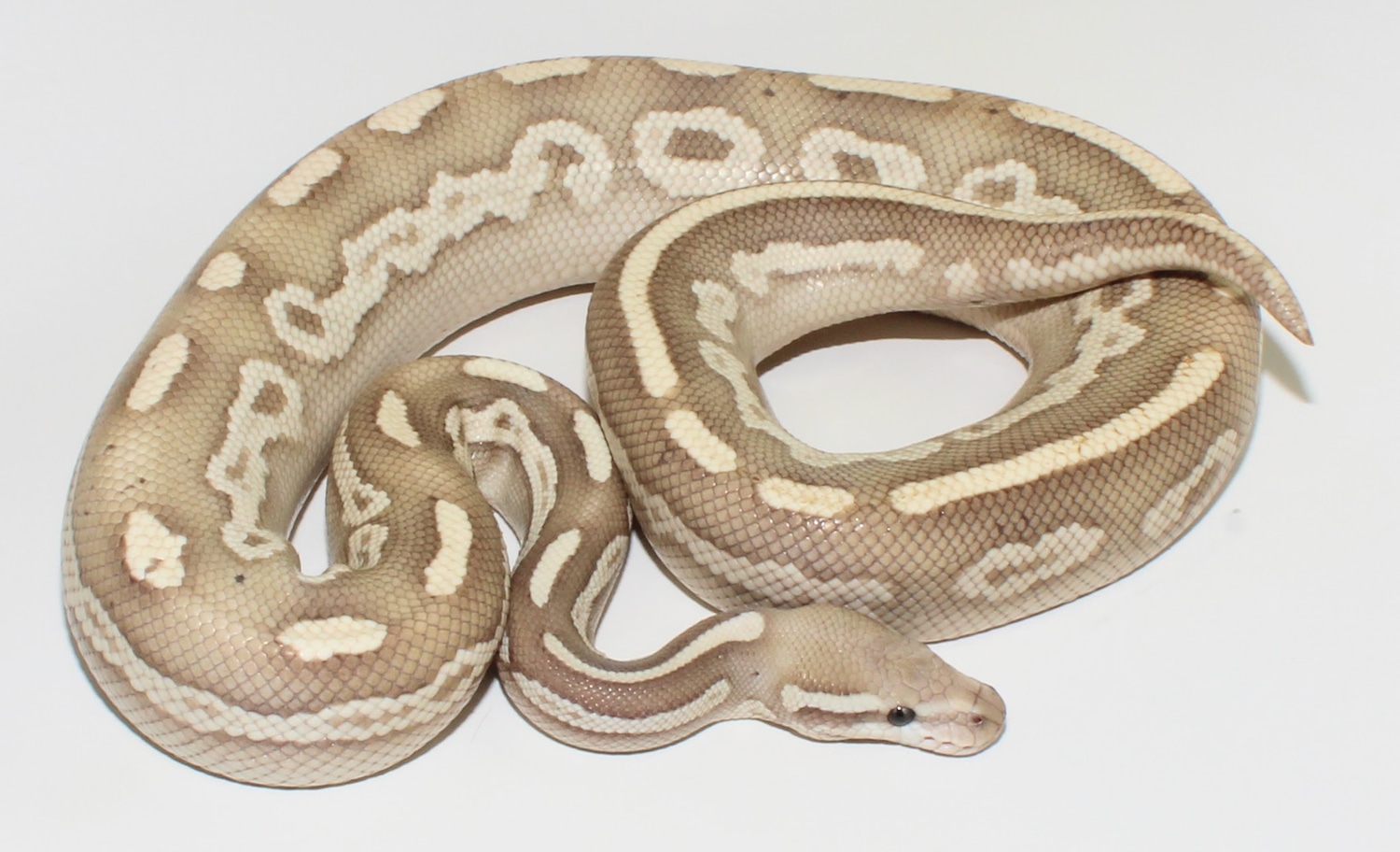 Black Pastel Lesser Desert Ghost Ball Python by Designer Ball Pythons ...