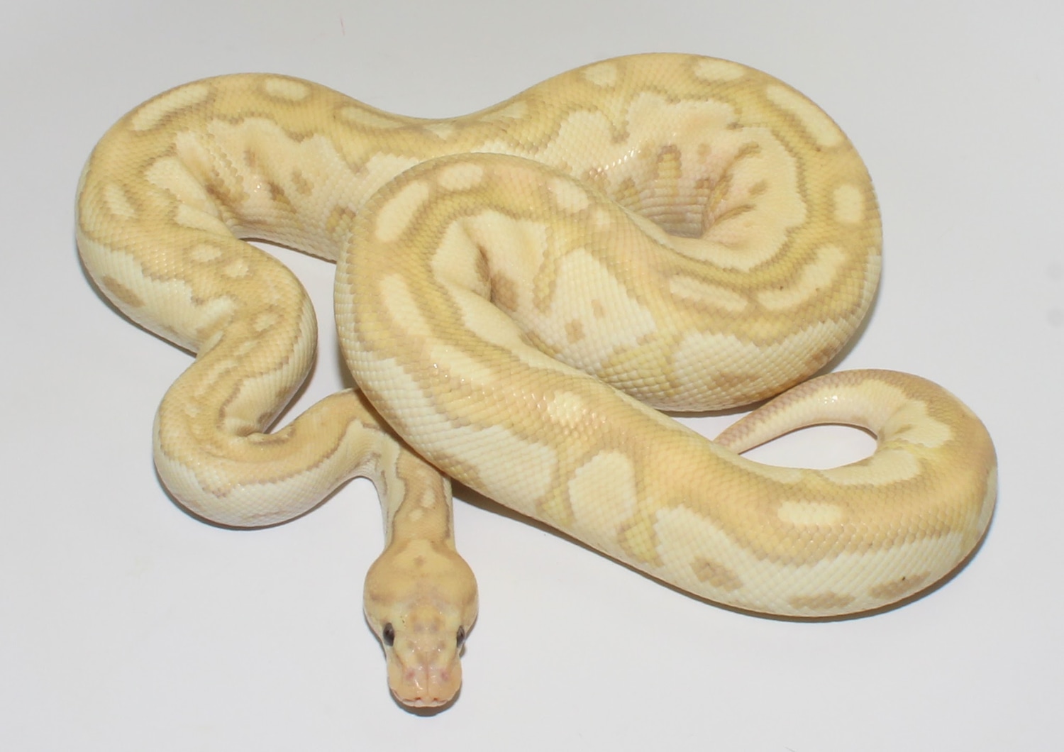 Spotnose Banana Clown Female Maker Ball Python by Designer Ball Pythons MorphMarket