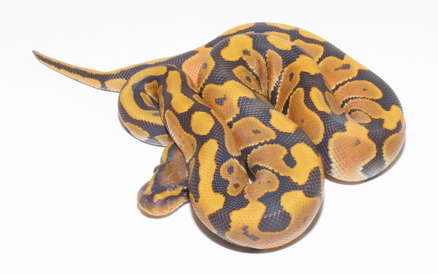 Hypo Ball Python by Designer Ball Pythons - MorphMarket