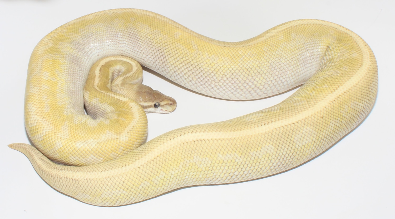 Nanny Crystal Ball Python by Designer Ball Pythons - MorphMarket