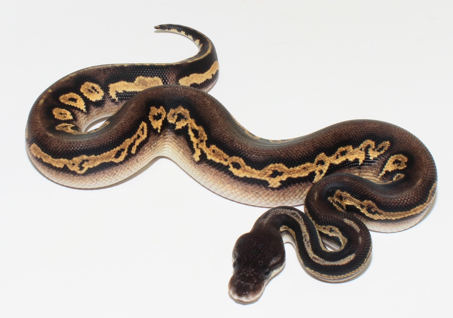 Pastel Hypo Super Black Head Ringer Red Gene Ball Python by Designer ...
