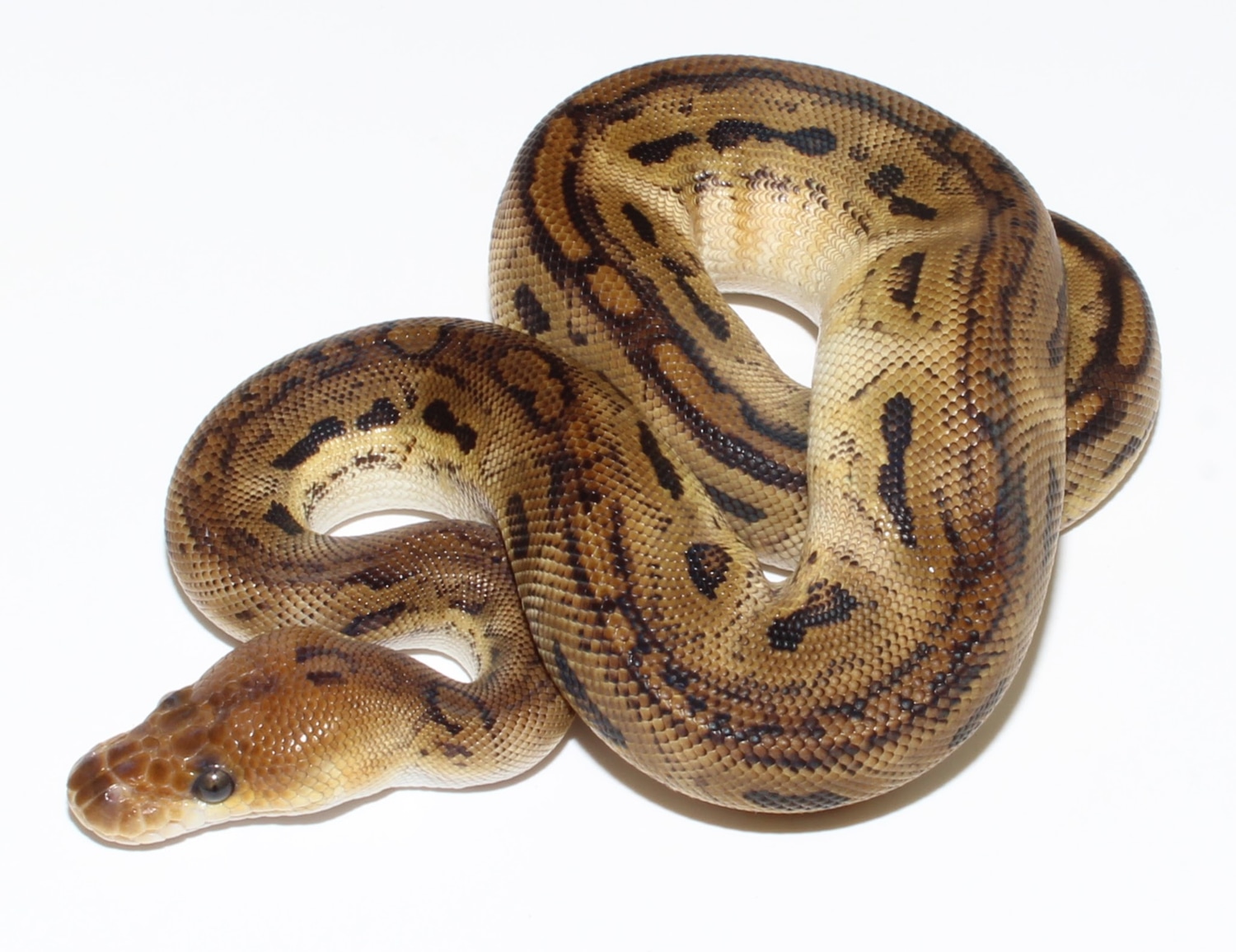 Bongo Dinker Clown Ball Python by Designer Ball Pythons - MorphMarket