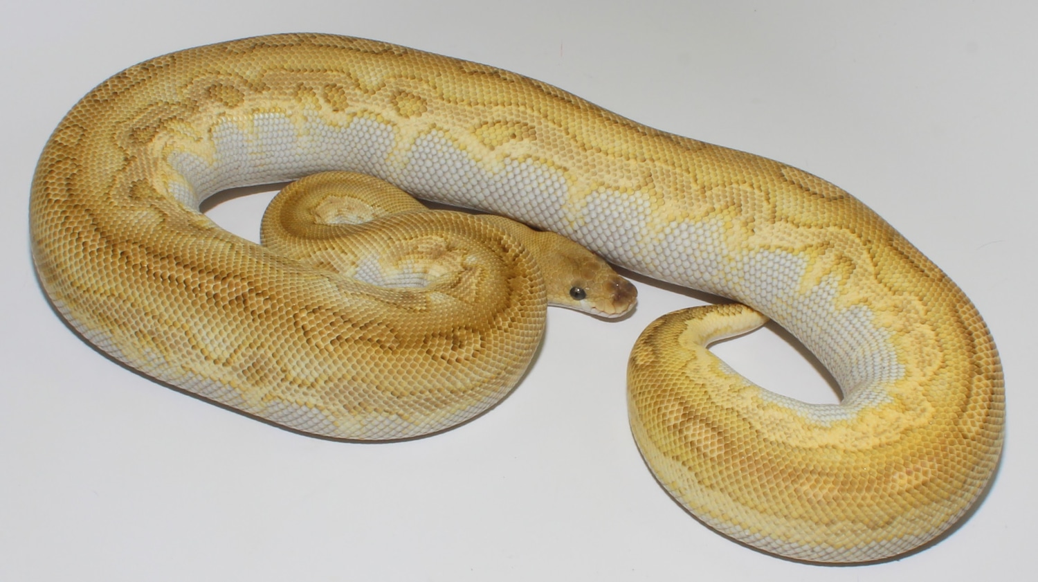 Black Head Lesser Clown Ball Python by Designer Ball Pythons - MorphMarket