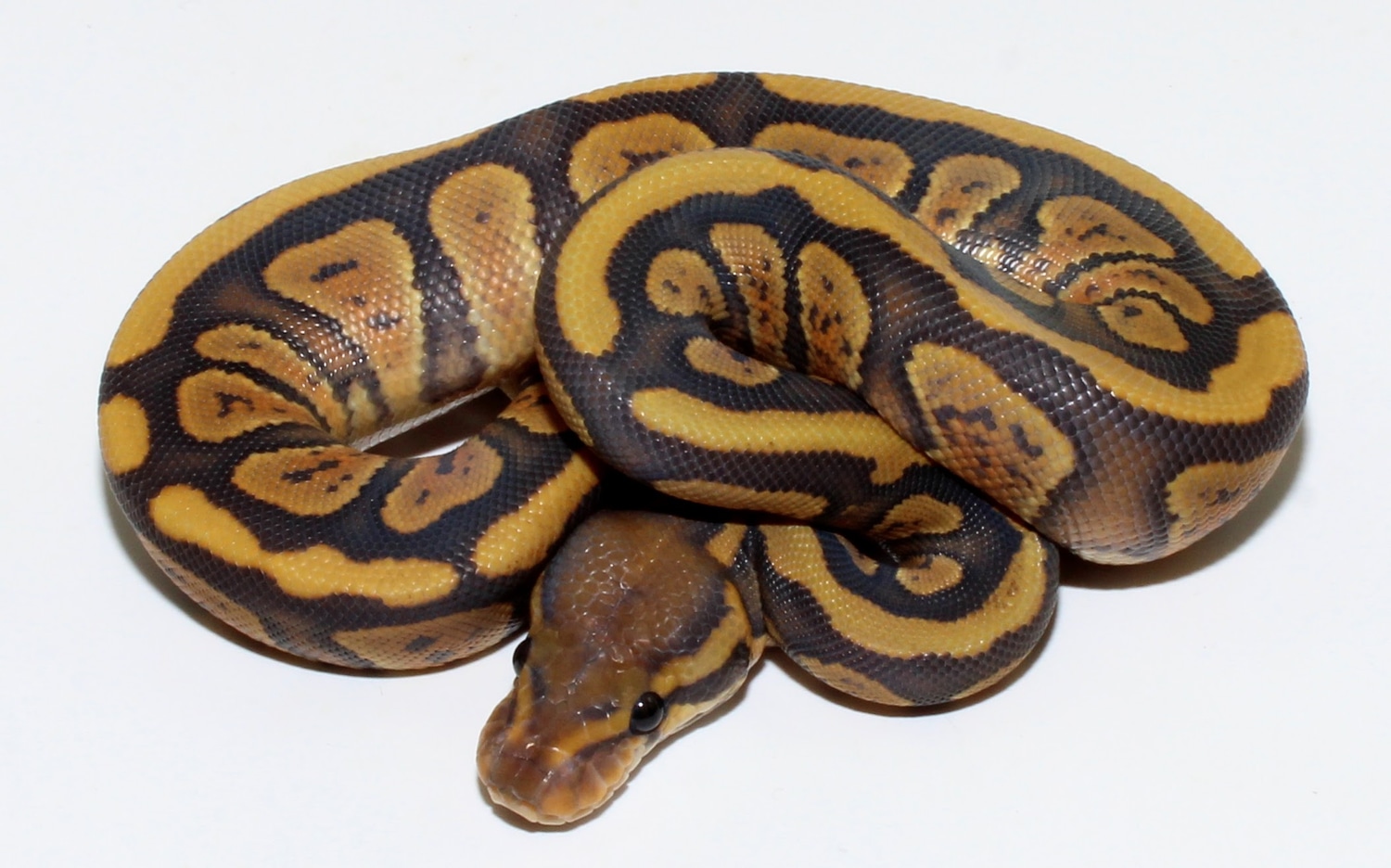 Hypo Cinder Ball Python by Designer Ball Pythons - MorphMarket
