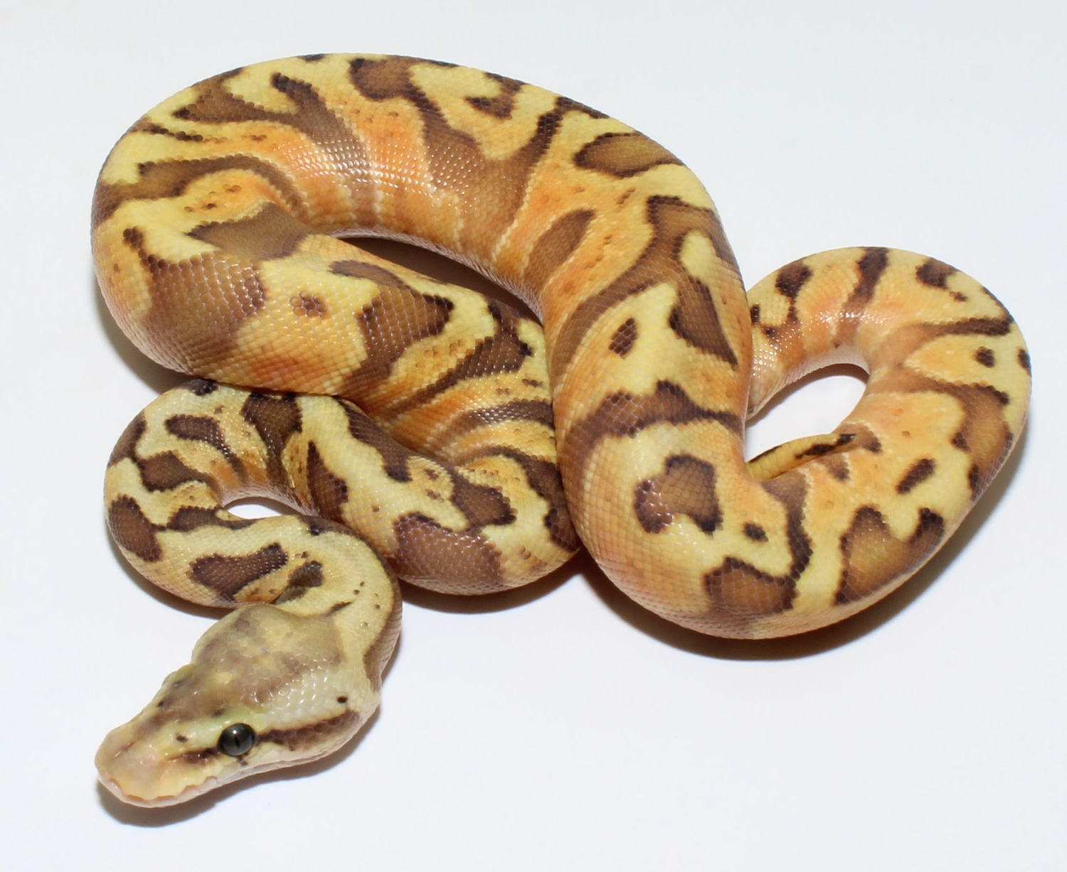 Hypo Pastel GHI Enchi HGW Ball Python by Designer Ball Pythons ...