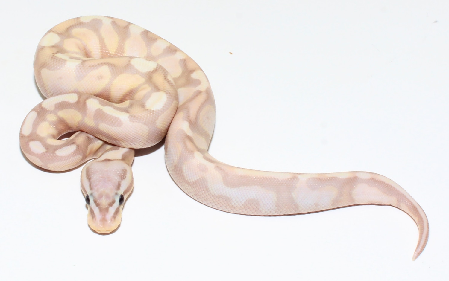 Super Banana Pastel Ball Python by Designer Ball Pythons - MorphMarket