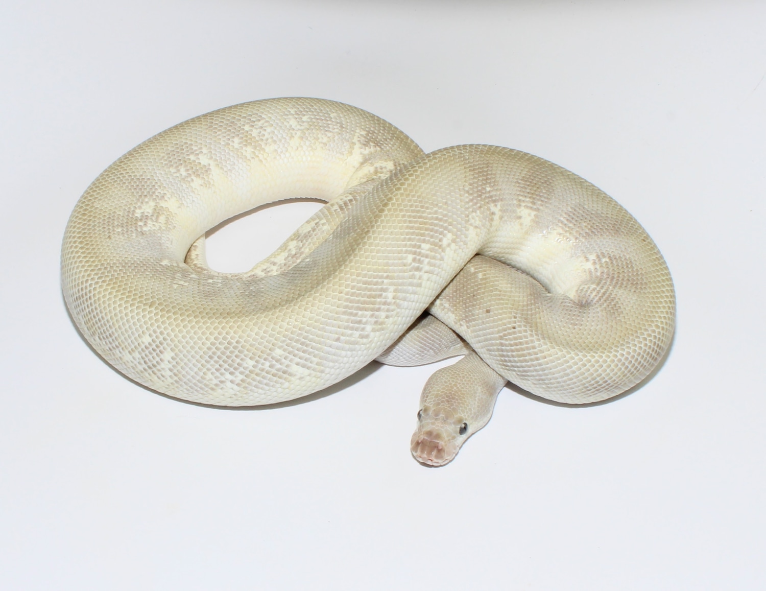 Soulsucker Clown Ball Python by Designer Ball Pythons - MorphMarket