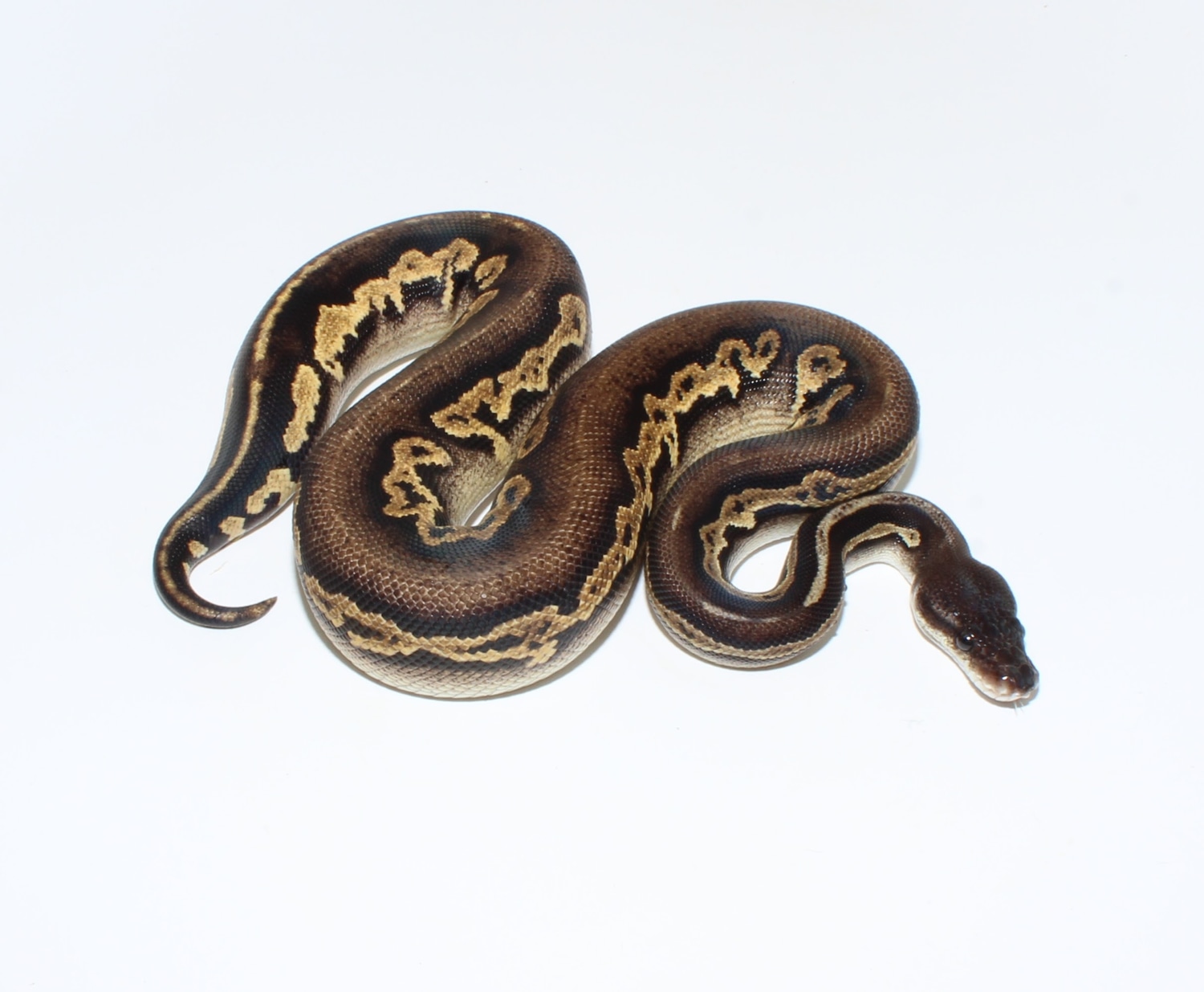 Pastel Het Hypo Super Black Head Ringer Red Gene Ball Python by ...