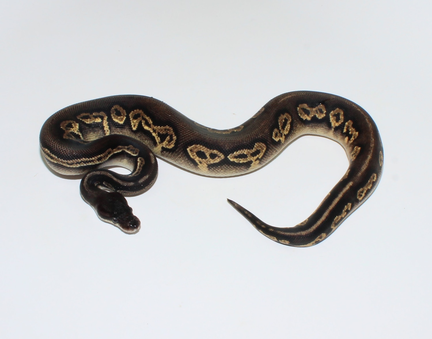 Pastel Het Hypo Super Black Head Ringer Red Gene Ball Python by ...