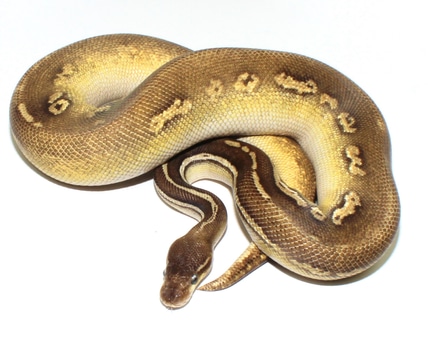 Soulsucker Clown Ball Python by Designer Ball Pythons - MorphMarket