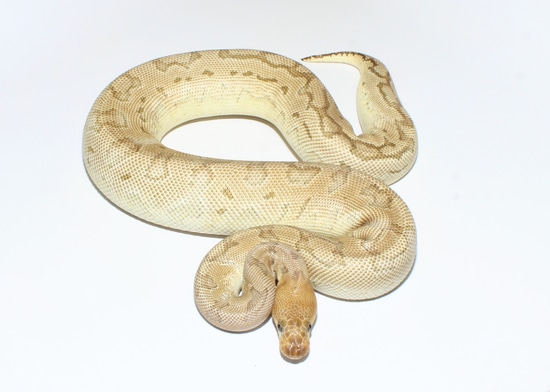 Mojave Pinstripe Clown Ball Python by Designer Ball Pythons