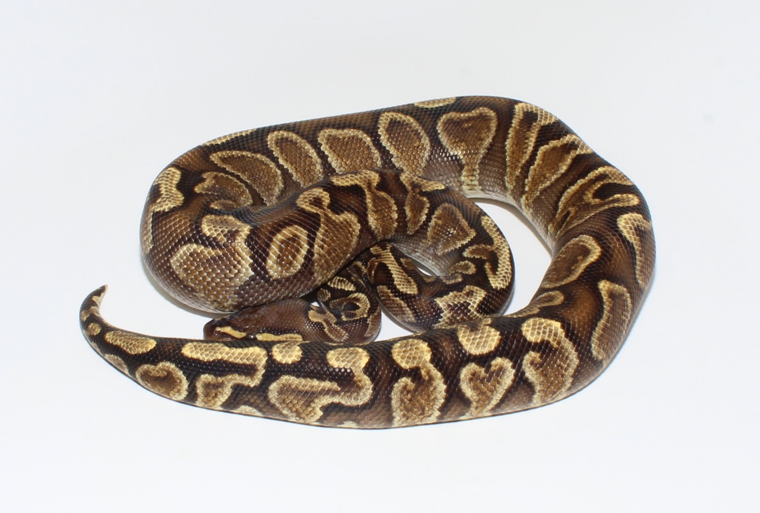 Trojan GHI Ball Python by Designer Ball Pythons - MorphMarket