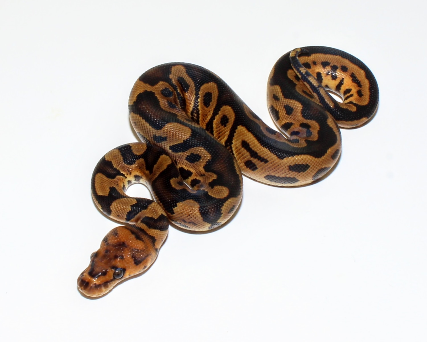 Clown Ball Python by Designer Ball Pythons - MorphMarket