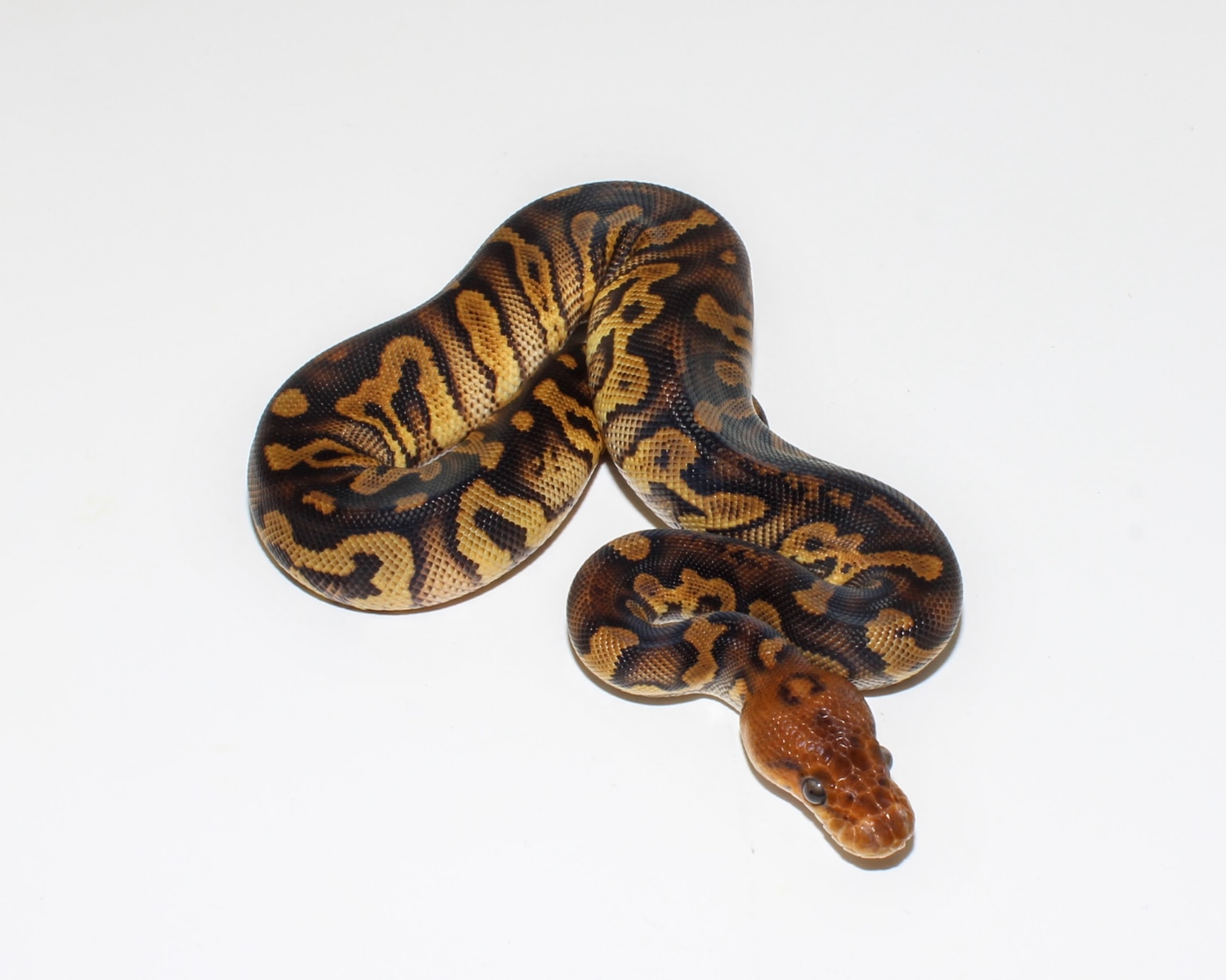 Stranger Clown Ball Python by Designer Ball Pythons - MorphMarket
