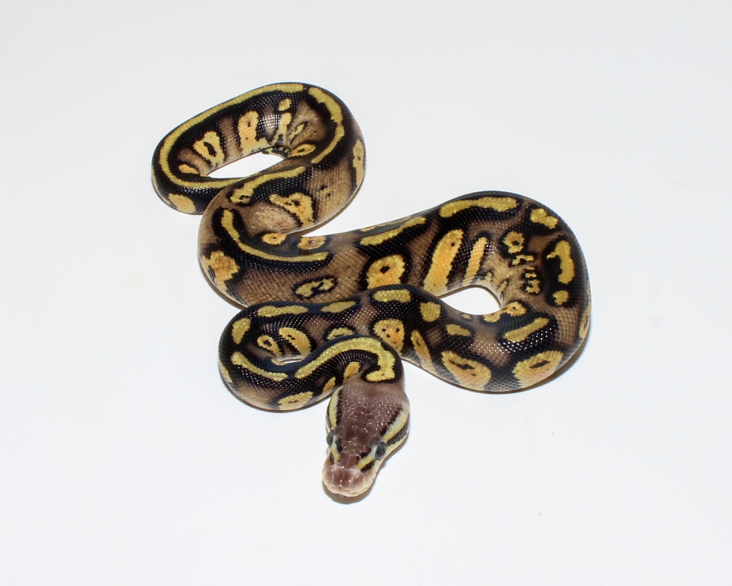 Pastel Stranger Het Clown Ball Python by Designer Ball Pythons ...