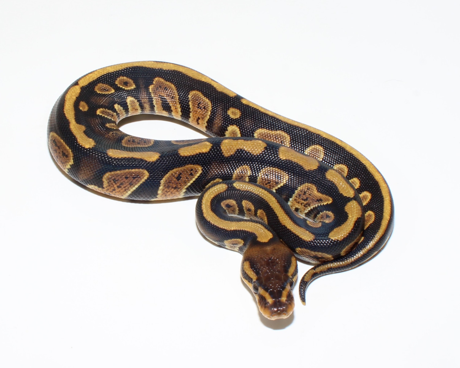 Stranger Het Clown Ball Python by Designer Ball Pythons - MorphMarket