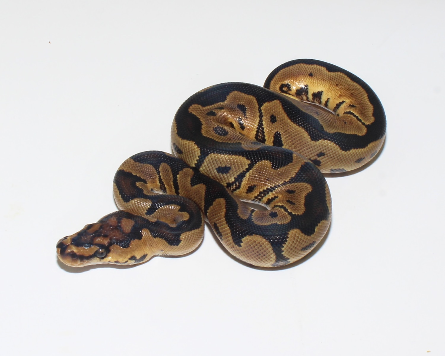 Clown Ball Python by Designer Ball Pythons - MorphMarket