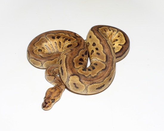 Clown Dinker Ball Python by Designer Ball Pythons