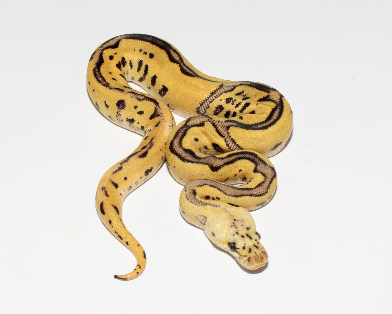 Batman Firefly Ball Python by Designer Ball Pythons - MorphMarket