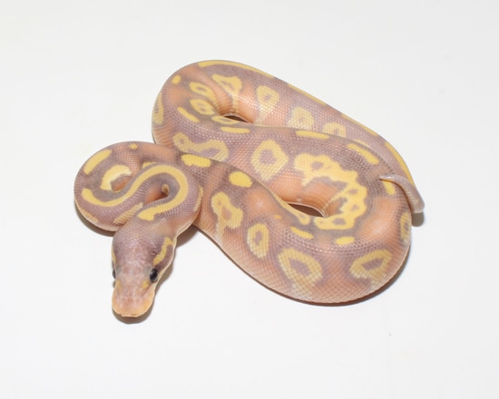 Black Head Banana Female Maker Ball Python by Designer Ball Pythons