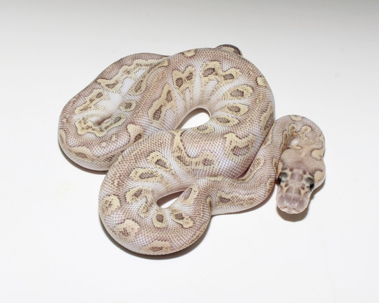 Lesser GHI Clown Ball Python by Designer Ball Pythons