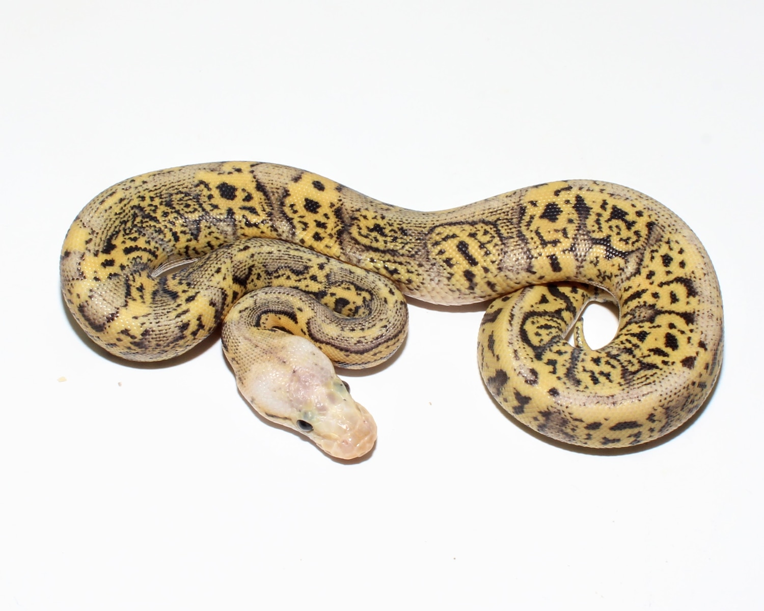 Super Pastel Confusion Cyrpton Ball Python by Designer Ball Pythons ...
