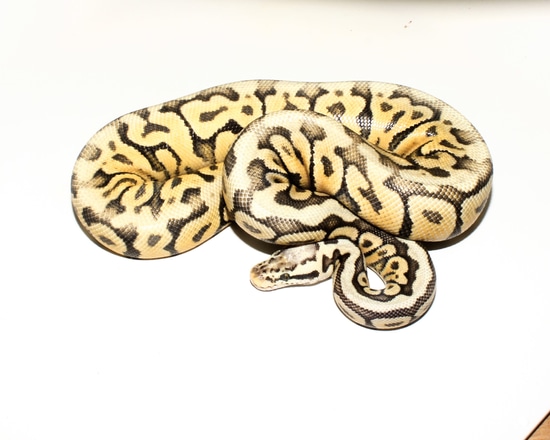 Super Fly Spotnose AHI Ball Python by Designer Ball Pythons