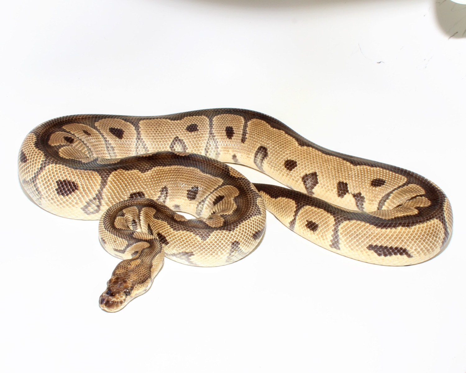 Clown Ball Python by Designer Ball Pythons - MorphMarket