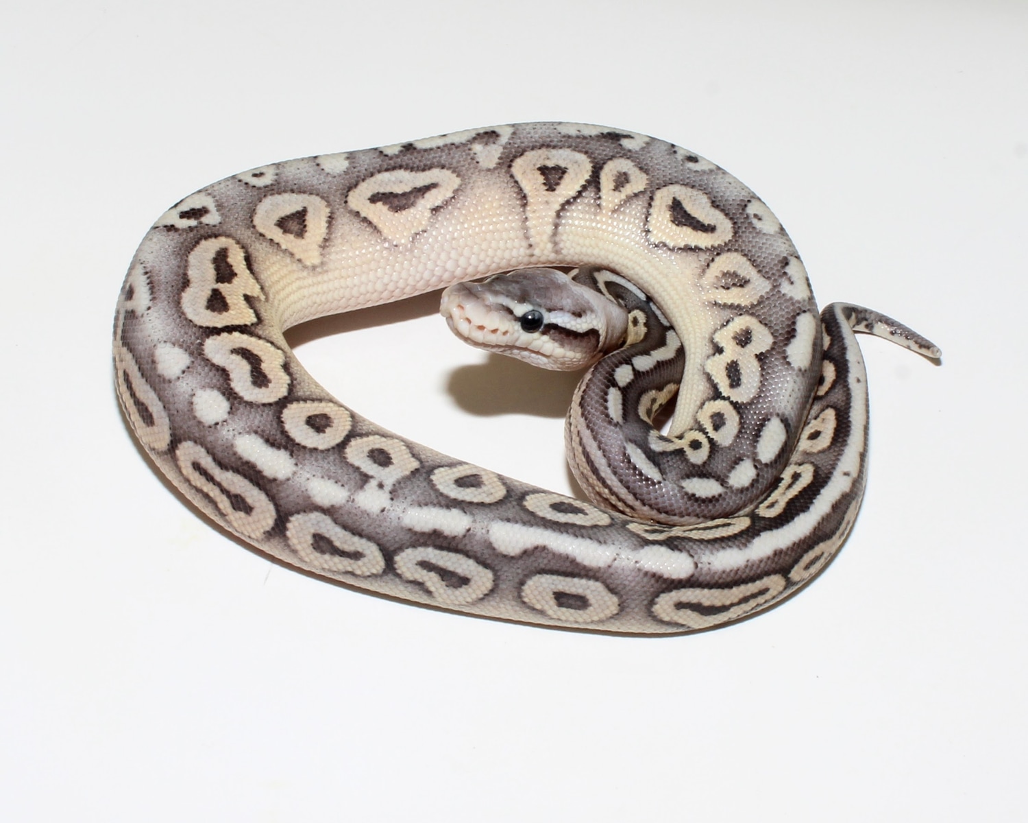 Super Pastel Cinnamon Ball Python by Designer Ball Pythons - MorphMarket
