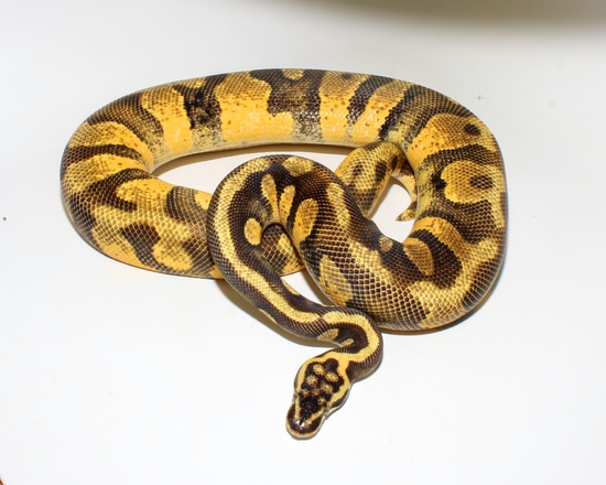 Stranger Enchi Pastel Ball Python by Designer Ball Pythons