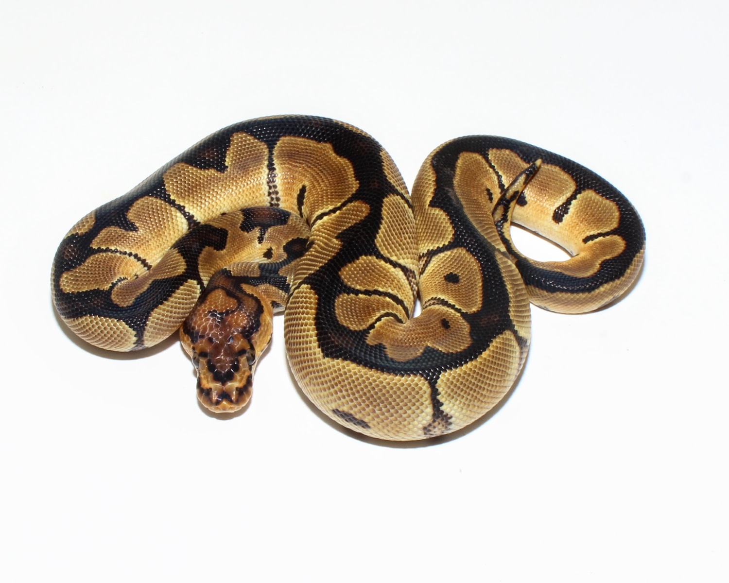 Clown Ball Python by Designer Ball Pythons - MorphMarket