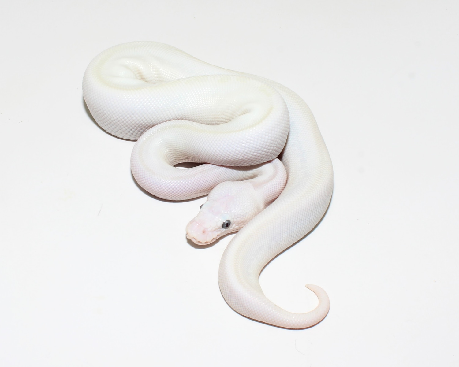 Bamboo Lesser Pastel 100 Het Desert Ghost Possible Leopard Black