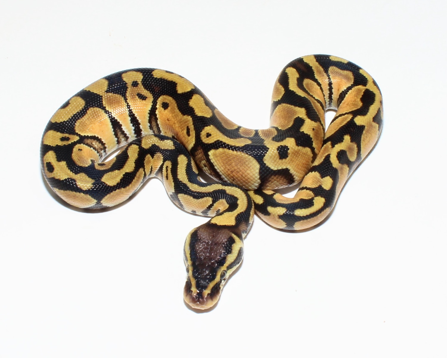 Pastel Het Clown Or Het Cryptic Ball Python by Designer Ball Pythons ...