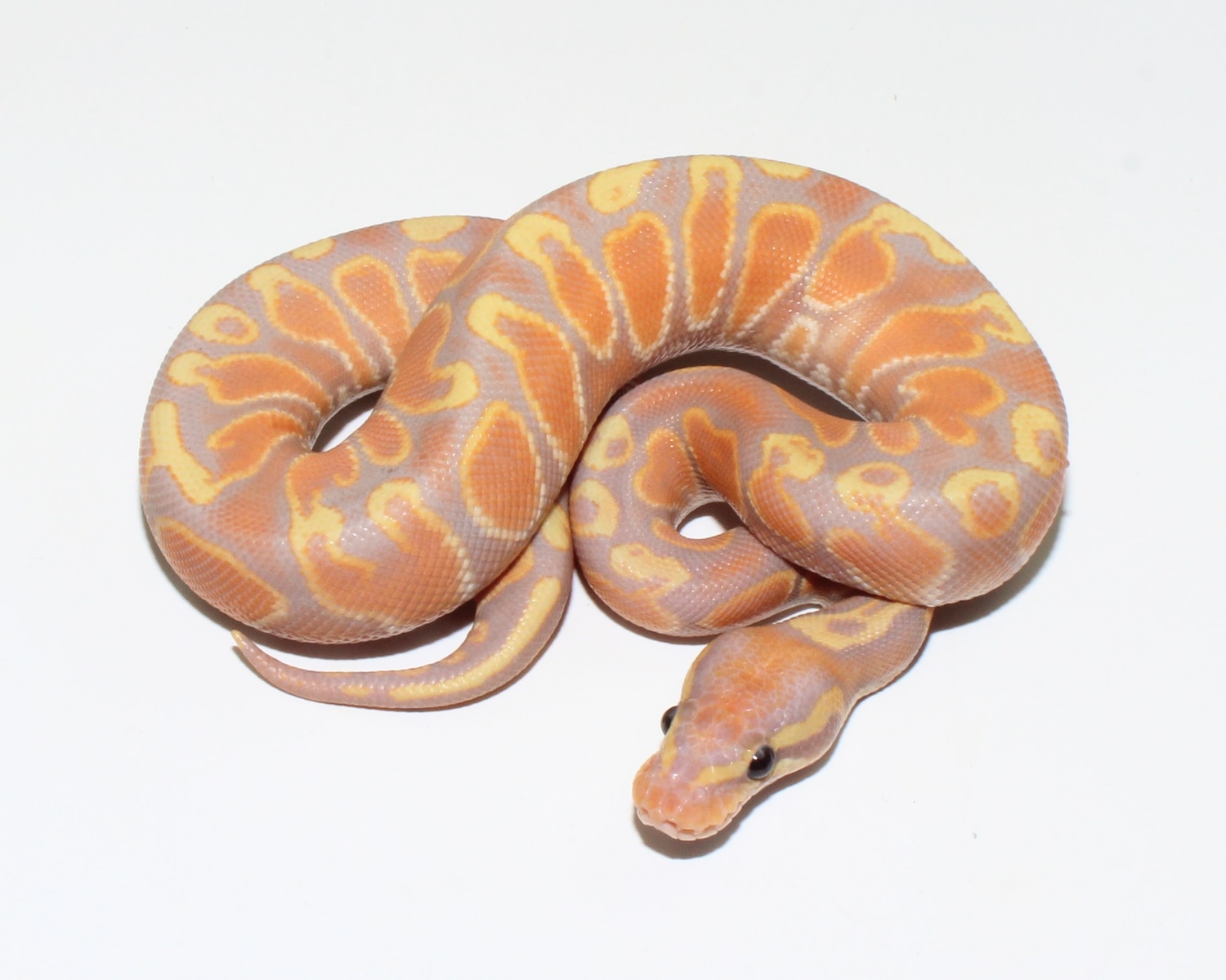 Hypo Banana Female Maker Ball Python by Designer Ball Pythons MorphMarket