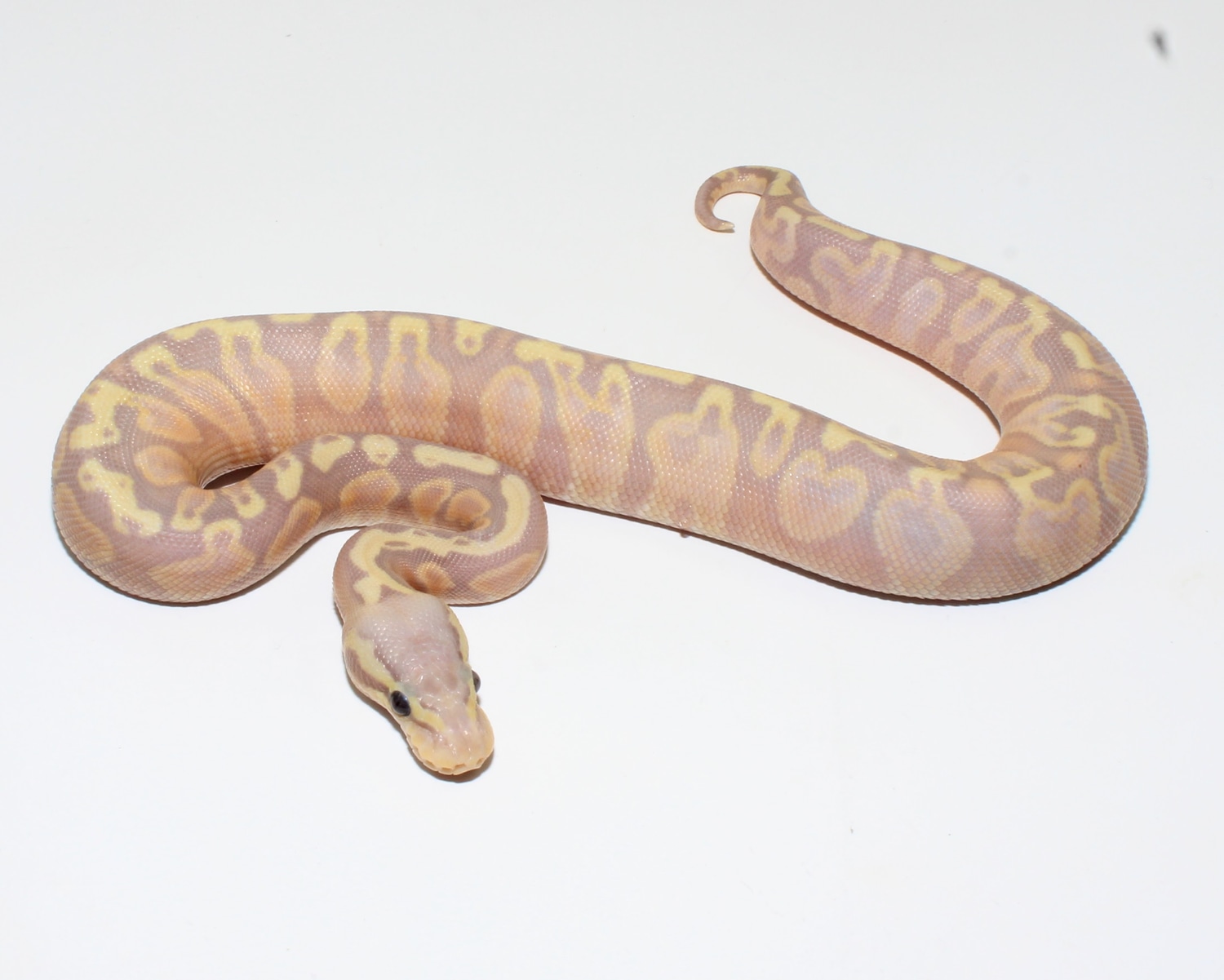 Hypo Pastel Banana GHI Ball Python by Designer Ball Pythons - MorphMarket