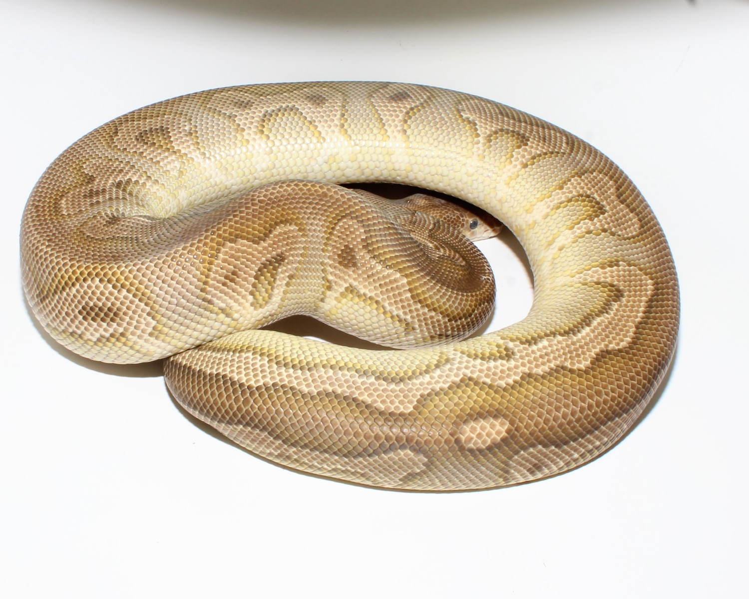 Mojave Clown Ball Python by Designer Ball Pythons - MorphMarket