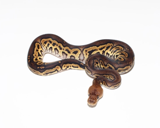 Black Head Clown RNG Ball Python by Designer Ball Pythons
