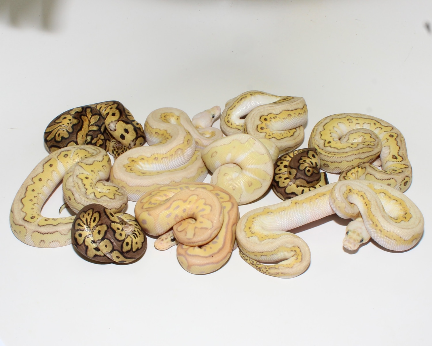 Designer Ball Pythons