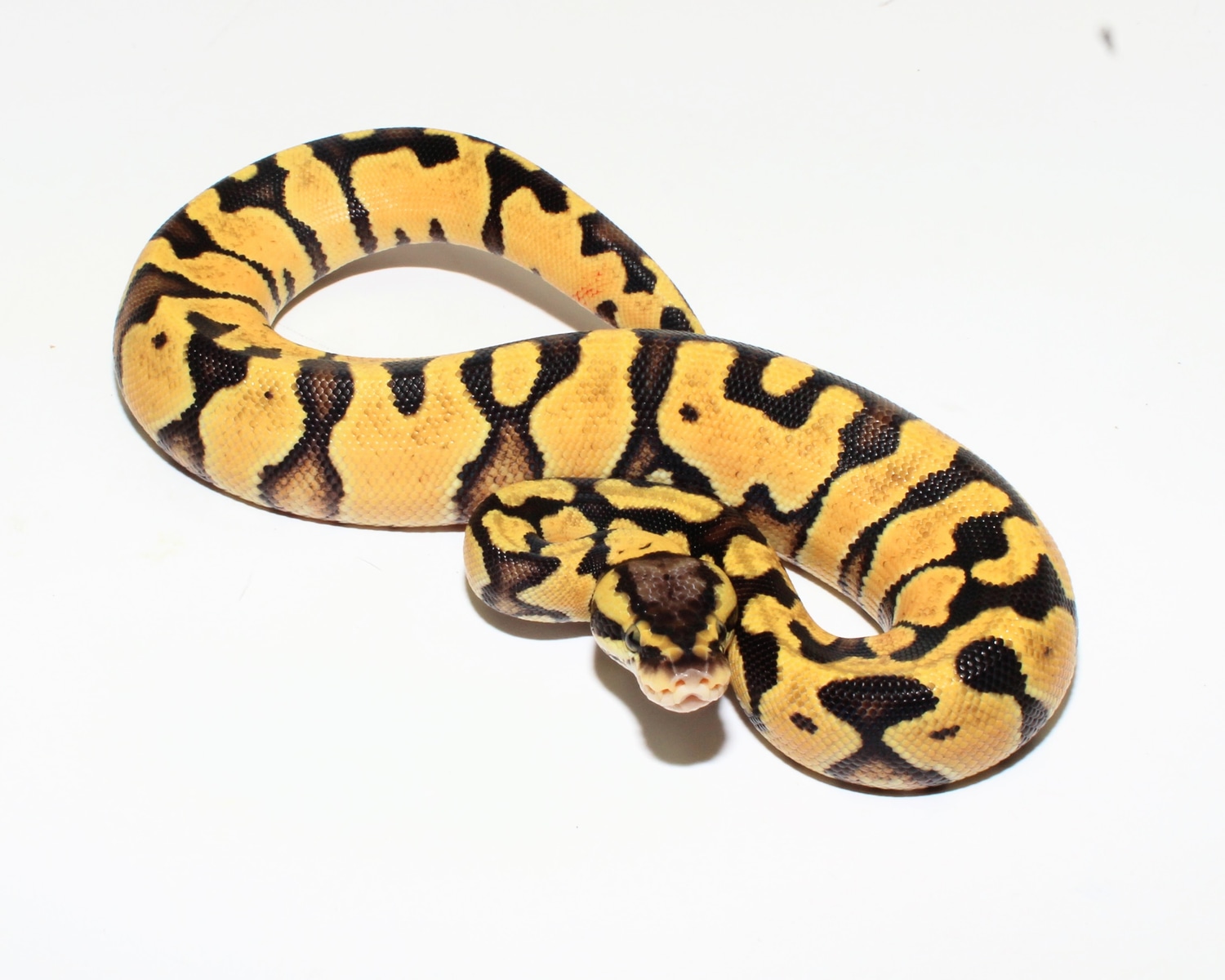 Designer Ball Pythons