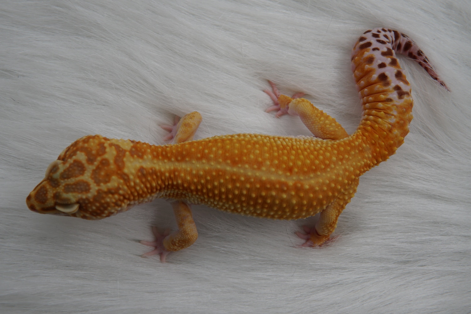 High Contrast Emerine Het Eclipse Leopard Gecko by Rainbow Geckos
